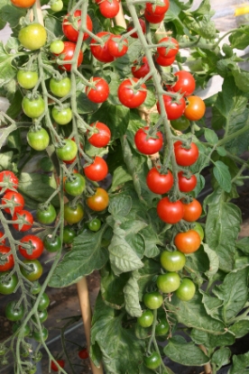 Picture of Tomato Cherrola F1